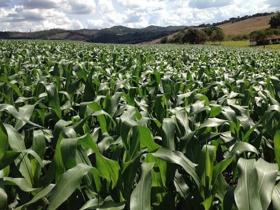 crop nutrition